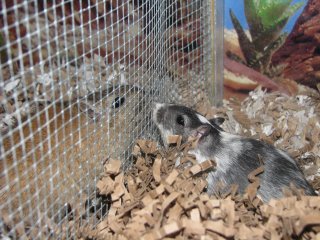 Hallie and Cassie the gerbils