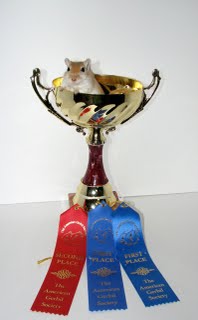 Herman the Champion gerbil