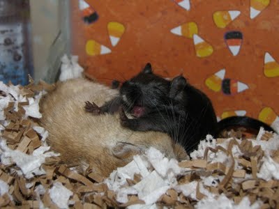 Bach the gerbil stretches and yawns
