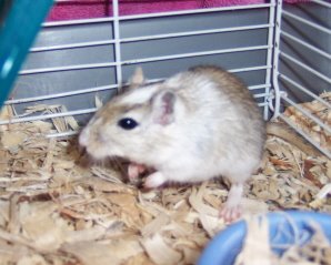 Zadon and Zoey the gerbils