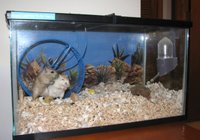 a gerbil tank