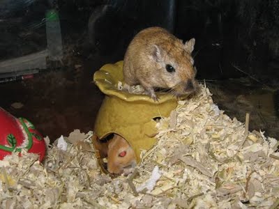 Nut and Bolt the gerbils