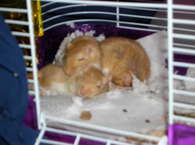 Gerbils