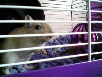 Timber the gerbil