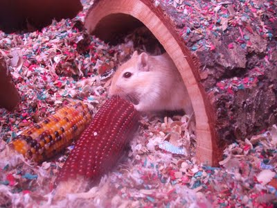 Mango the gerbil