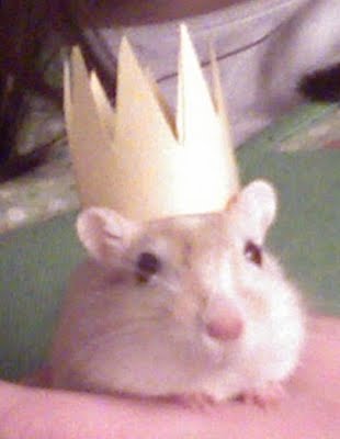 Mango the gerbil