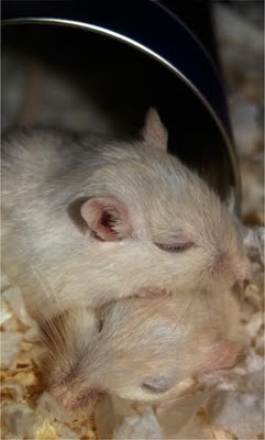 Barry and Lesley's gerbils