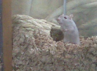 Rosaline the gerbil