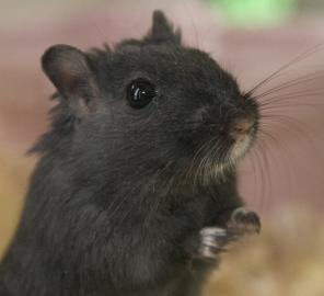 Chip the Gerbil Chip
