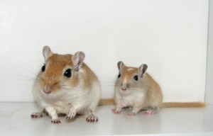 Herman & Sebastian the Gerbils Herman & Sebastian, a week after they came home