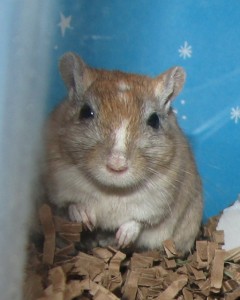 Sebastian the Gerbil Sebastian, 11/24/07 - 3/17/10