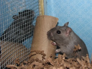 Bach and Smurf Split-Caged Bach and Smurf in a split tank