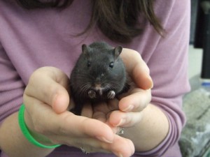 Stella the Gerbil Stella from Small Angels Rescue
