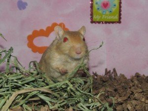 Grace the Gerbil Grace, 7/17/07 - 5/19/10