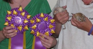 Grand Champion Herman & Kaden's Grand Championship ribbons (pictured with their son Keegan and grandson Keaton)