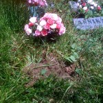 Grace's Burial Place Grace's burial place