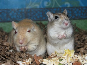 Gerbils Ryan & Sheldon Ryan (left) and Sheldon (right)