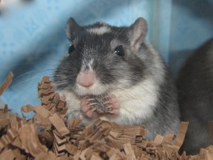 Toby the Gerbil Toby at three years, eight months