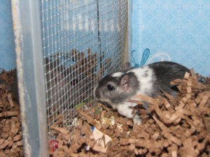Gerbils Smurf & Toby Smurf (left) and Toby (right) meet each other for the first time.