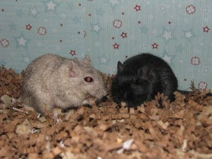 Gerbils Keegan & Koren Keegan (left) and Koren (right)