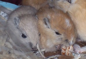 Gerbil Pups Keegan & Sebastian Keegan as a pup with his brother, our beloved Sebastian