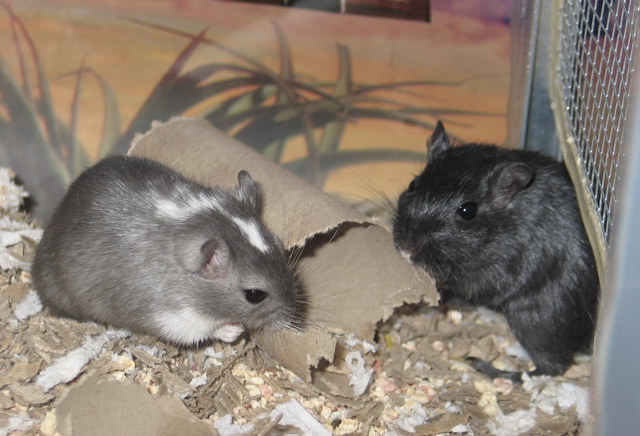 Toys For Gerbils 82