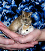 Hallie & Liza the gerbils