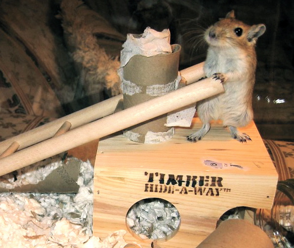 Toys For Gerbils 85