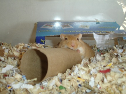 Zippy the gerbil