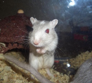 Mahler the gerbil