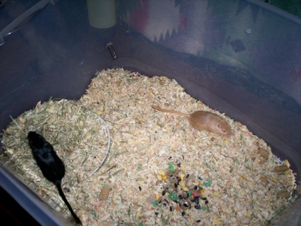 Smokey and Sassy the gerbils