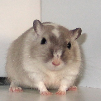 Mike the Gerbil