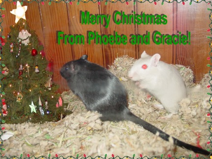 Phoebe and Gracie send Christmas greetings