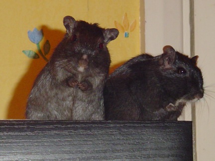 Poppy and Kiki the gerbils