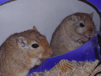 Sid and Scrat the gerbils