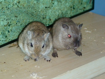 Kökö and Binki the gerbils