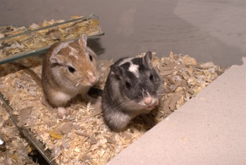 Lorne Spicer and
Jonty the gerbils