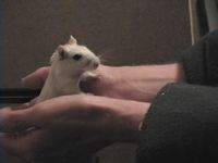 Sunflower the gerbil