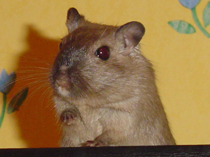 Bella the gerbil