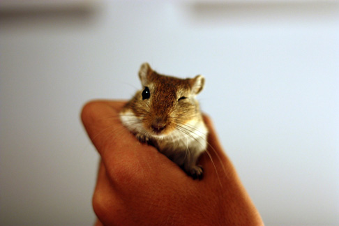 Jasper the gerbil