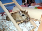 Buster peers through his wooden bird ladder before chewing on a rung.