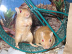 a gerbil-safe wheel with a mesh surface