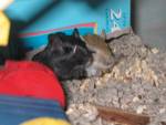 Pippi & Annika the gerbils