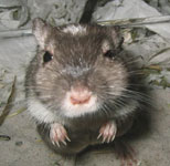 a gerbil who had a minor stroke