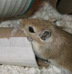 Pippi chews on a toilet paper tube